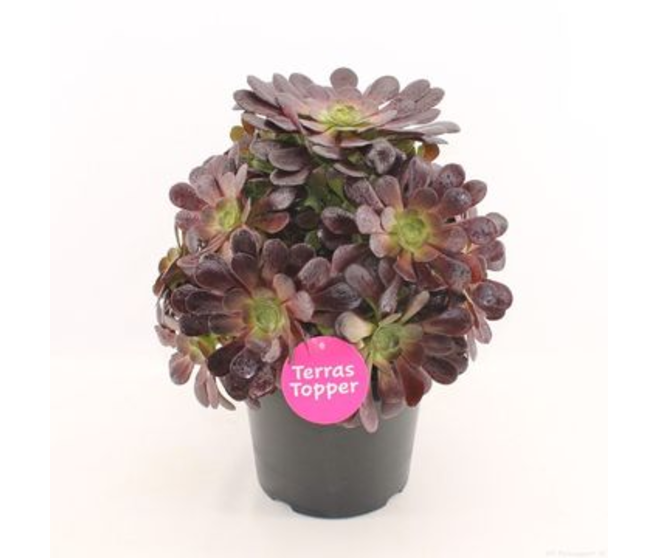 AEONIUM ARBOREUM VELOURS