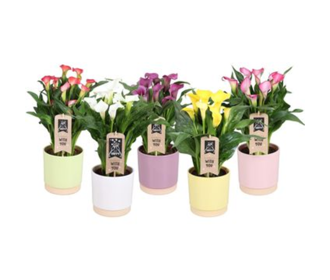ARUM COULEUR CERAM