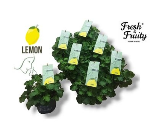 GERANIUM ODORANT LEMON FRESH