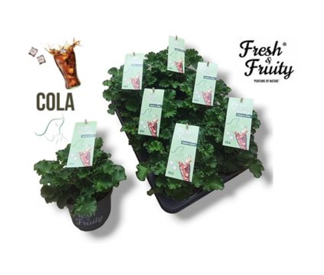 GERANIUM ODORANT COLA FRESH
