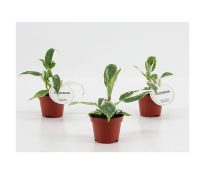 PHILODENDRON WHITE PRINCESS
