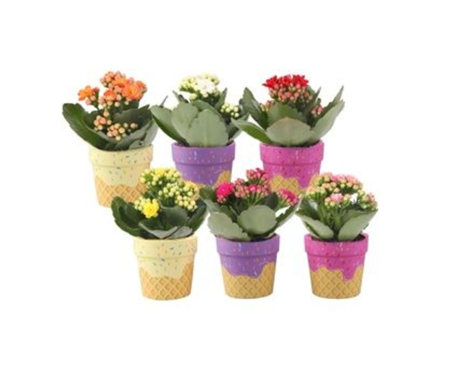 KALANCHOE FL DBLE CERAM GLACE