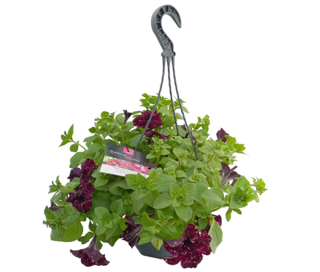PETUNIA RETOMBANT LIGHTNING SKY SUSP