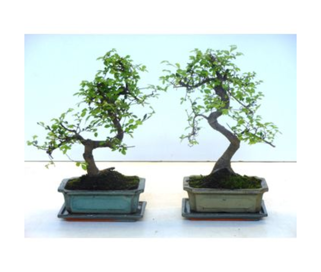 BONSAI ZELKOVA CERAM