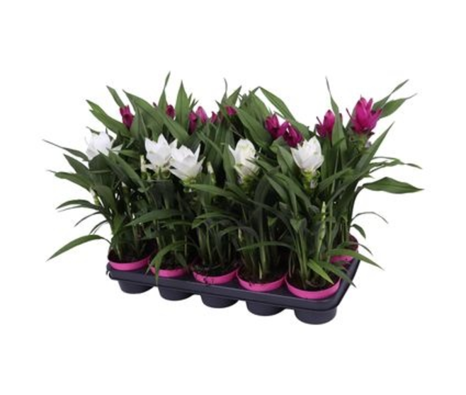 CURCUMA 2FL VARIE