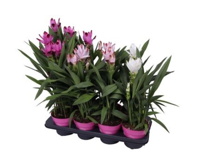 CURCUMA 2FL VARIE