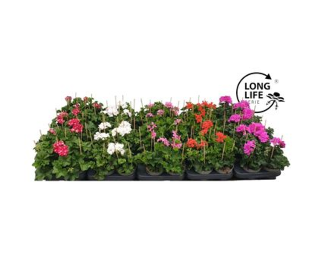 GERANIUM LIERRE DBLE VARIE