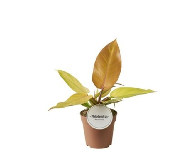 PHILODENDRON PRINCE OF ORANGE