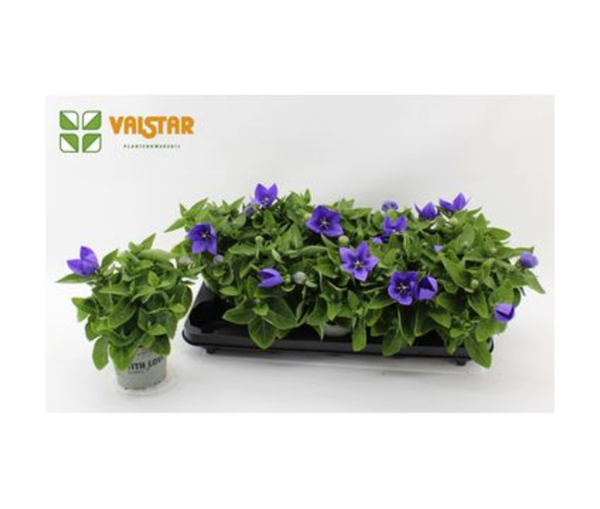 PLATYCODON GRANDIFLORUM BLEU