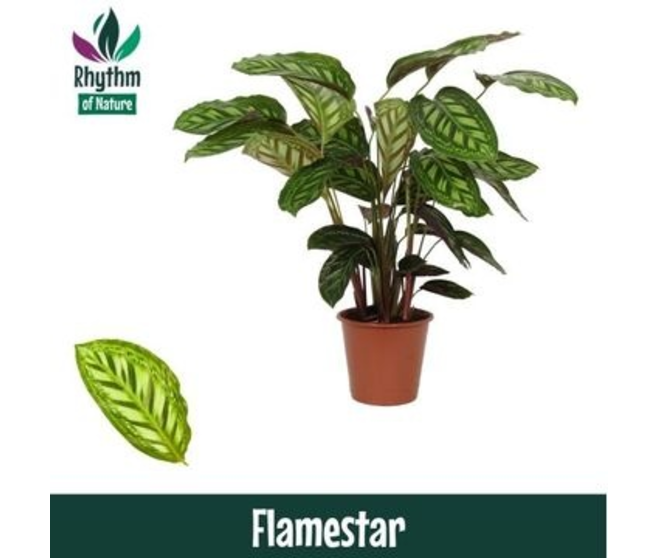 CALATHEA FLAMESTAR