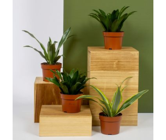DRACAENA VARIE