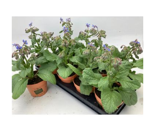 BOURRACHE OFFICINALE