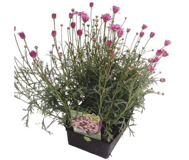 ANTHEMIS ROSE BQ6