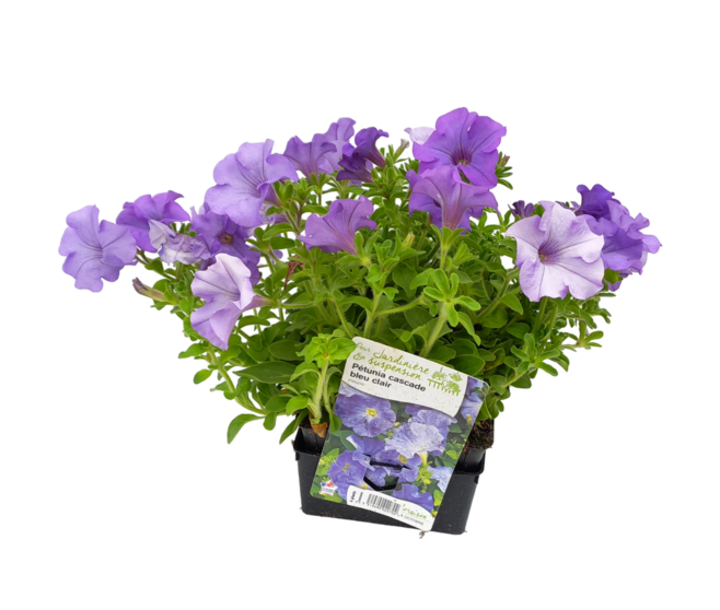 PETUNIA RETOMBANT BLEU CLAIR BQ6
