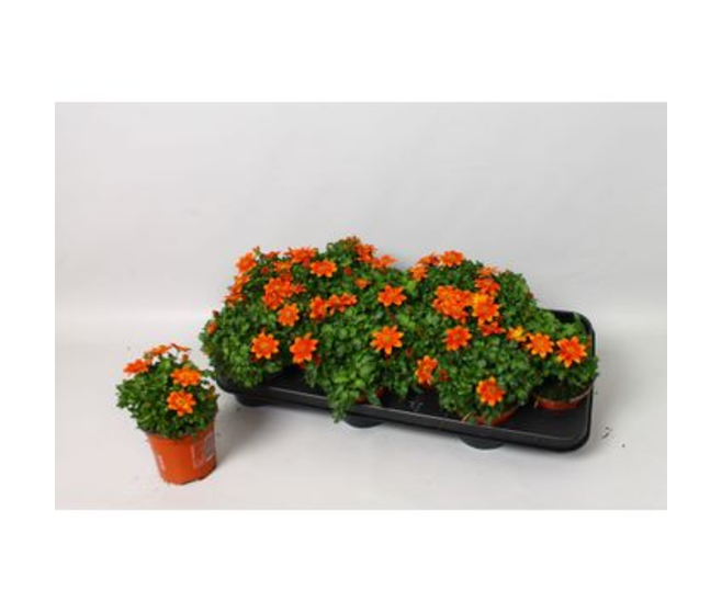BIDENS FIRE SIDE