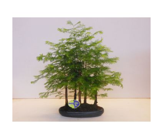 BONSAI METASEQUOIA CERAM