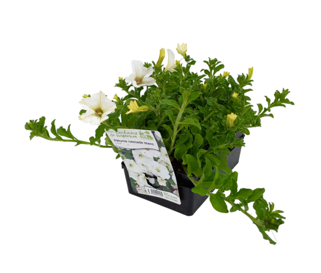 PETUNIA RETOMBANT BLANC BQ6
