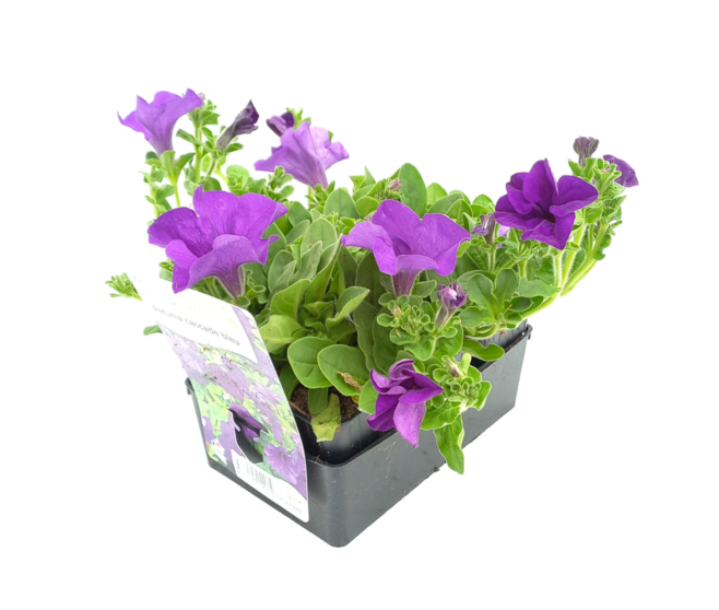 PETUNIA RETOMBANT BLEU FONCE BQ6