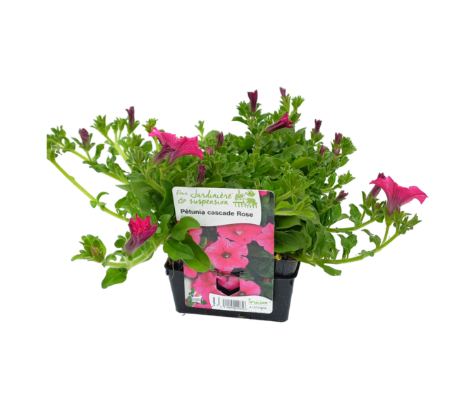 PETUNIA RETOMBANT ROSE VIF BQ6