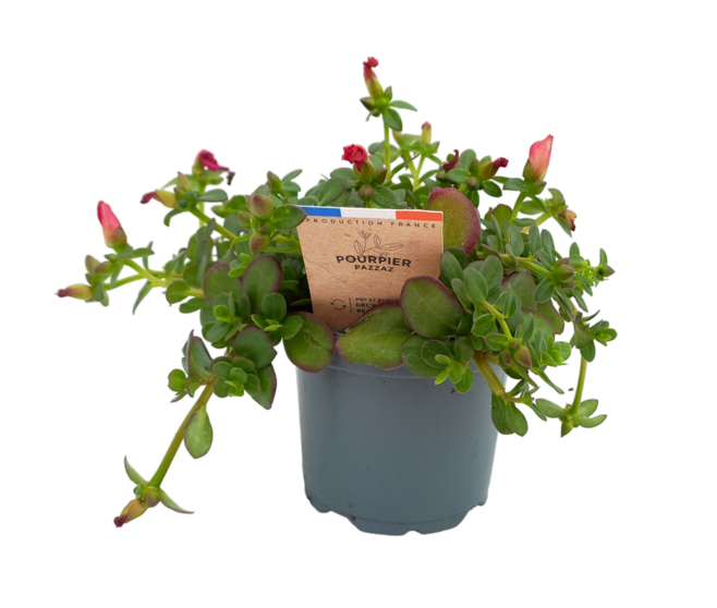 PORTULACA POURPIER PAZZAZ