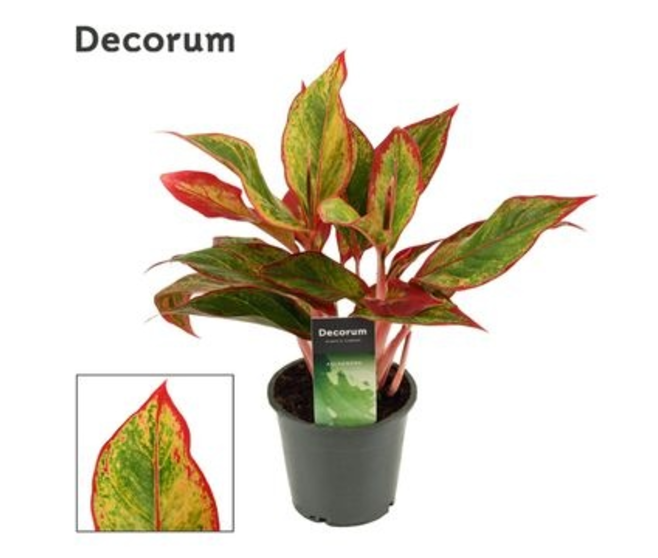 AGLAONEMA RED FIRE