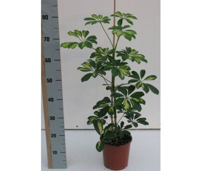 SCHEFFLERA GOLD CAPELLA