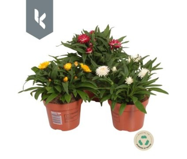 HELICHRYSUM VARIE