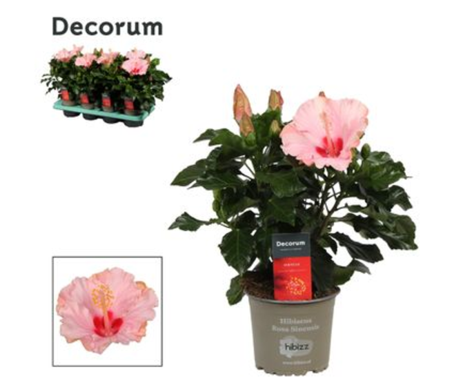 HIBISCUS JERSEY ROSE