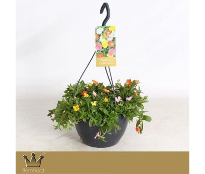 PORTULACA POURPIER SUSP