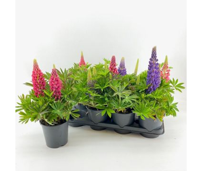 LUPIN VARIE