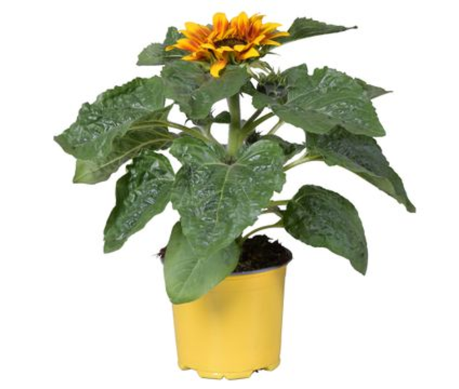 HELIANTHUS SUNSATION FLAME