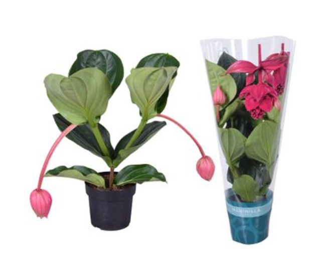 MEDINELLA FLAMENCO 2FL