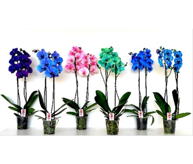 PHALAENOPSIS 2BR TEINTE VARIE