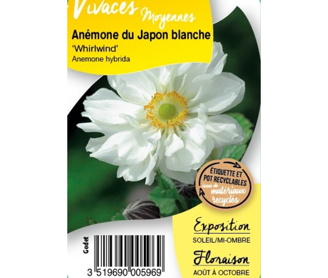 ANEMONE JAPONICA WHIRLWINDBQ10