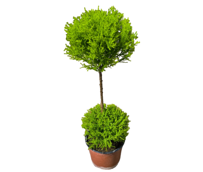 CUPRESSUS GOLD TIGE 2 BOULES