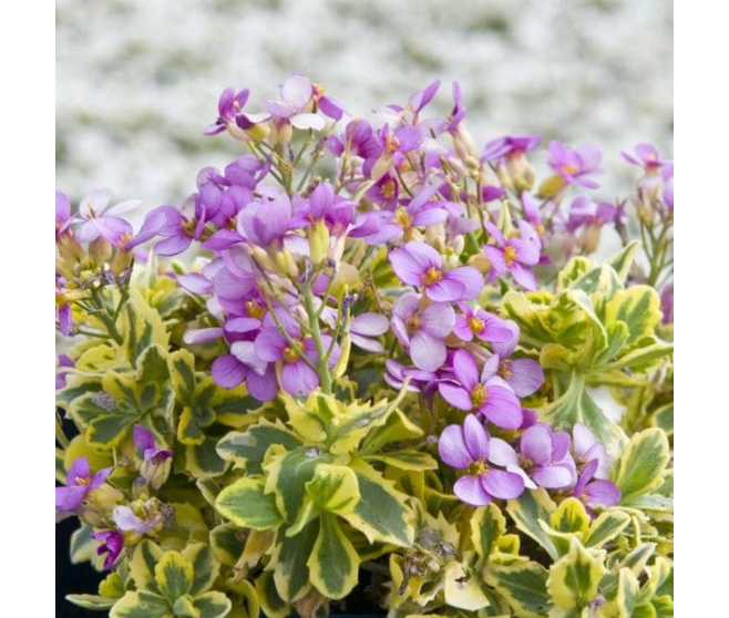 ARABIS CAUCASICA DOUCEUR ANGEVINE BQ10