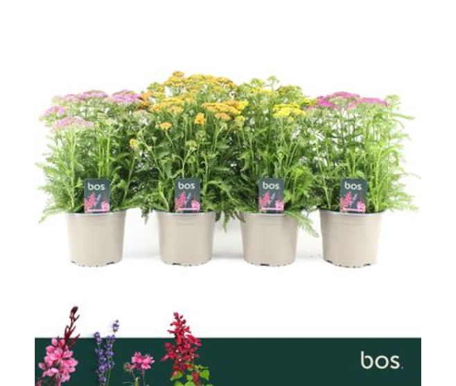 ACHILLEA MILLEFOLIUM VARIE