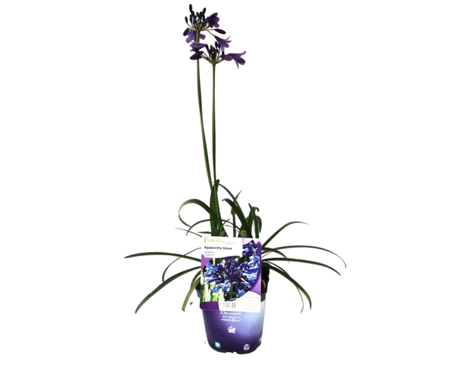 AGAPANTHE POPPIN PURPLE