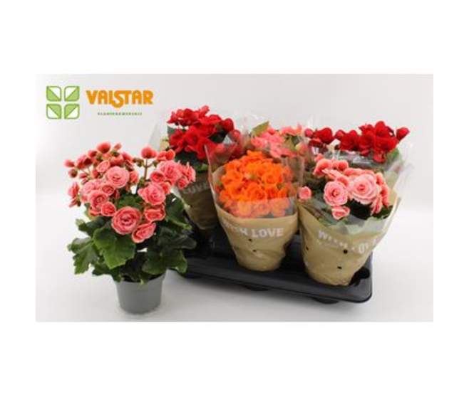 BEGONIA ELATIOR FL DBLE