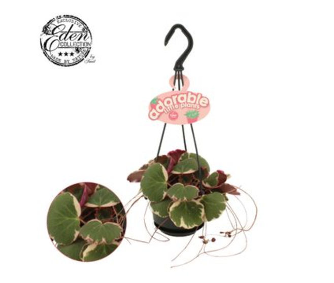 SAXIFRAGE TRICOLOR SUSP