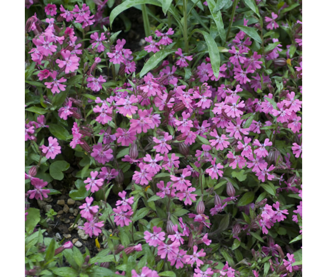SILENE SCHAFTA BQ10