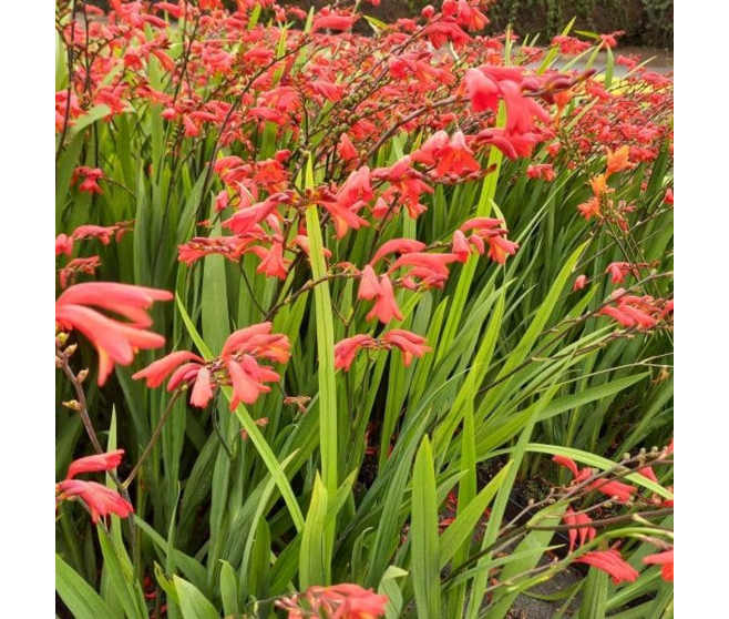 CROCOSMIA EMBERGLOW BQ10