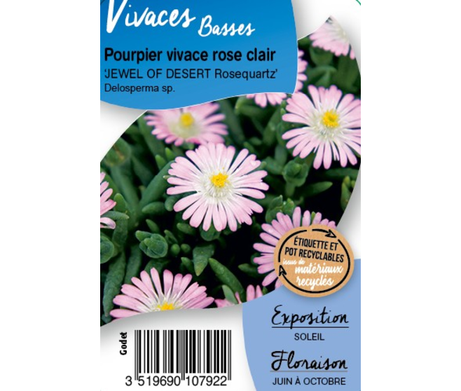 DELOSPERMA JEWEL ROSEQUARTZ BQ10