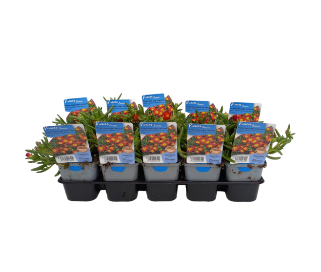 DELOSPERMA WOW FIRE WONDER BQ10