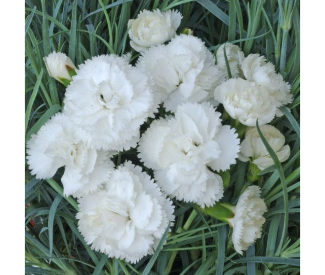 OEILLET PLUMARIUS HAYTOR WHITE BQ10