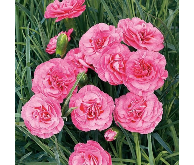 OEILLET PLUMARIUS VALDA WYATT BQ10