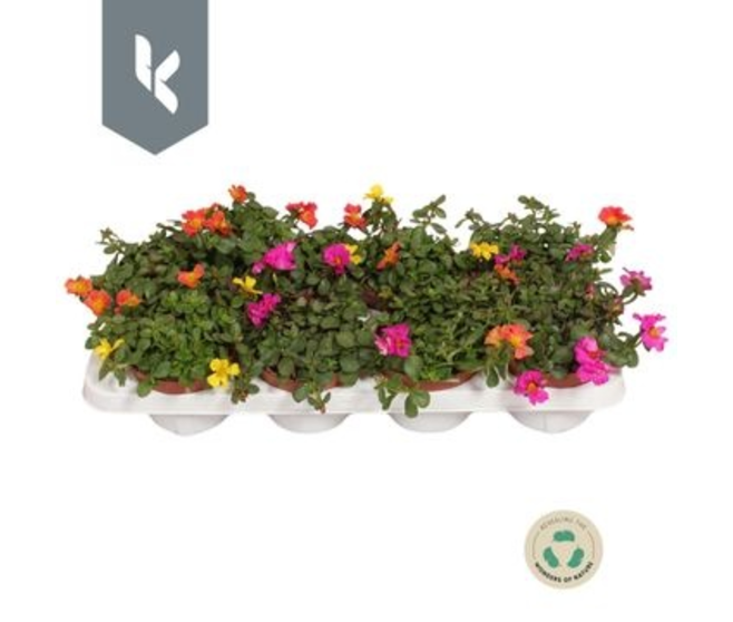 PORTULACA POURPIER