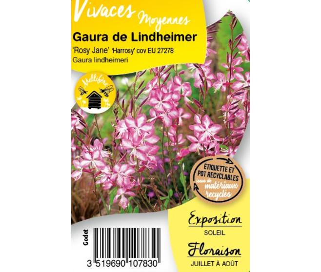 GAURA LINDHEIMERI ROSY JANE BQ10