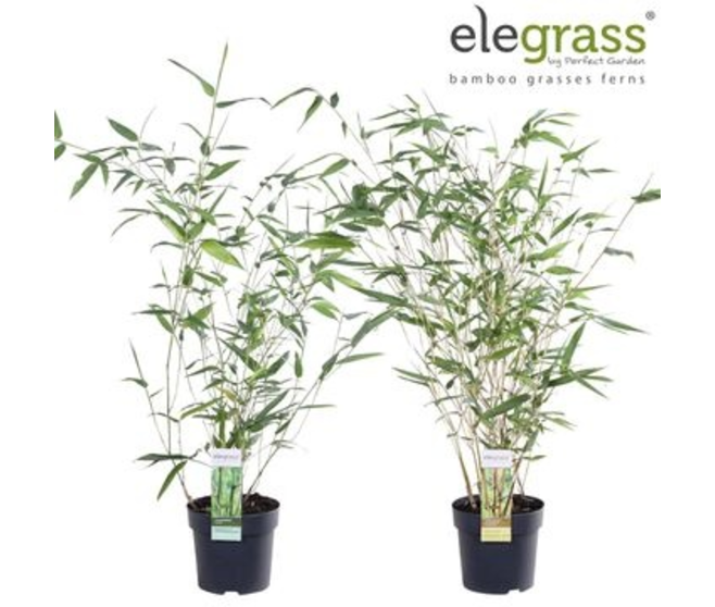 BAMBOU PHYLLOSTACHYS BISSETTI