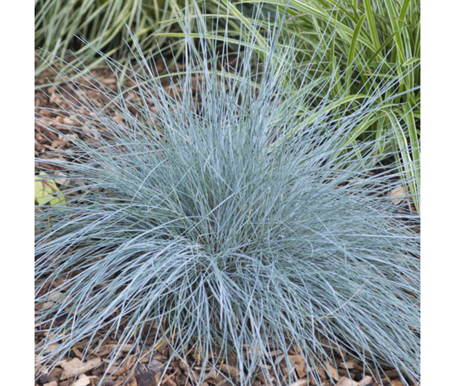 FESTUCA AMETHYSTINA BQ10